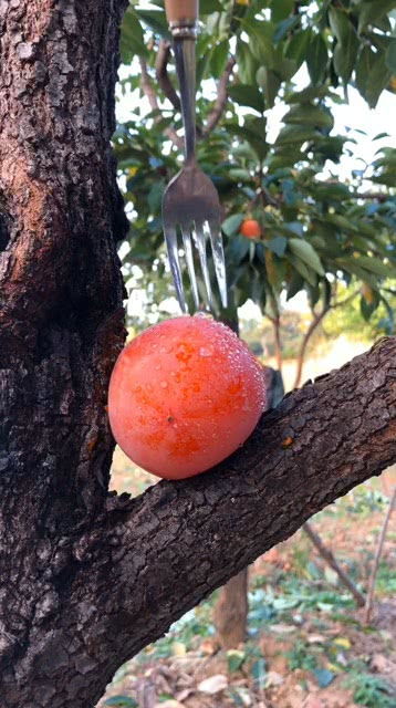 熟透的柿子背后 甜味与种植的艺术