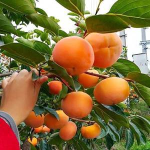 日本脆柿子树种植全攻略 从品种选择到丰收管理