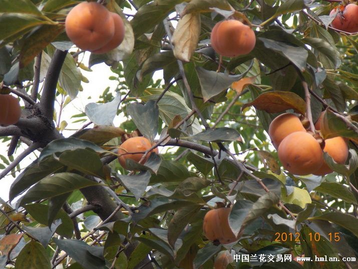 一剂养神平胃散,两种和气二陈汤