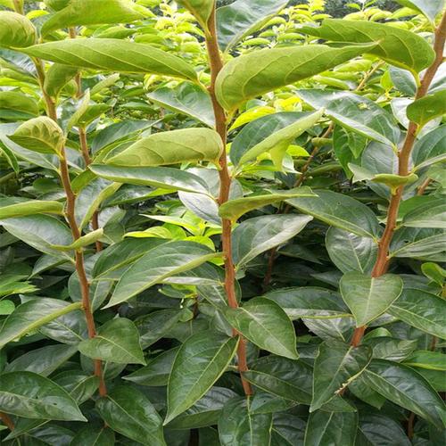 早成花的富有柿子苗苗厂 优质柿子种植全攻略