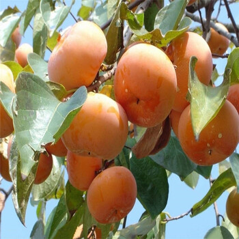 富平尖柿子树苗种植全攻略 从选苗到丰产的技术指南